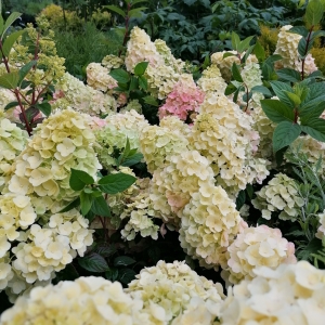Hortenzija šluotelinė (Hydrangea paniculata) &#039;Sundae Fraise&#039;
